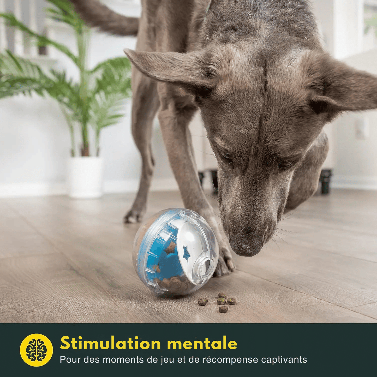 Jouet Friandise Chien