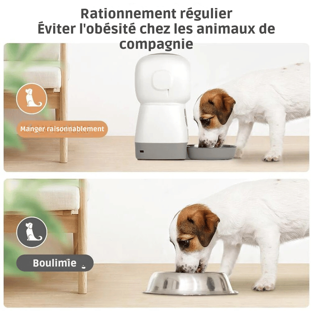 Distributeur De Croquettes Pour Chien Programmable