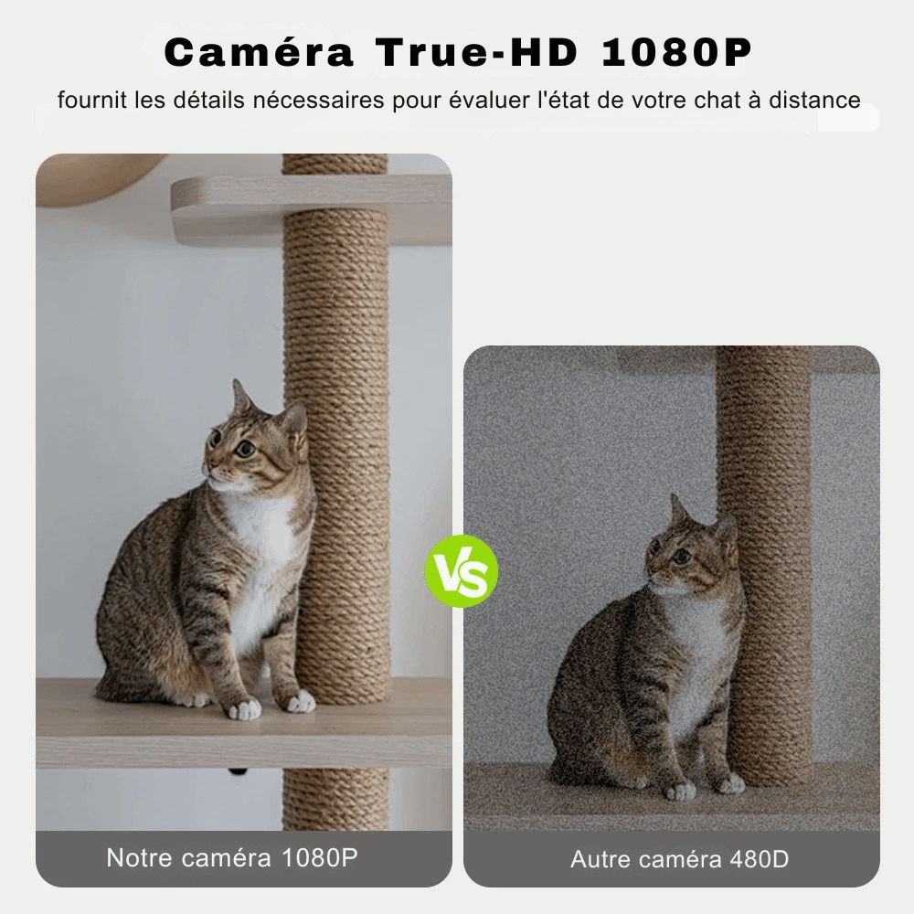 Mangeoire Automatique Pour Chat