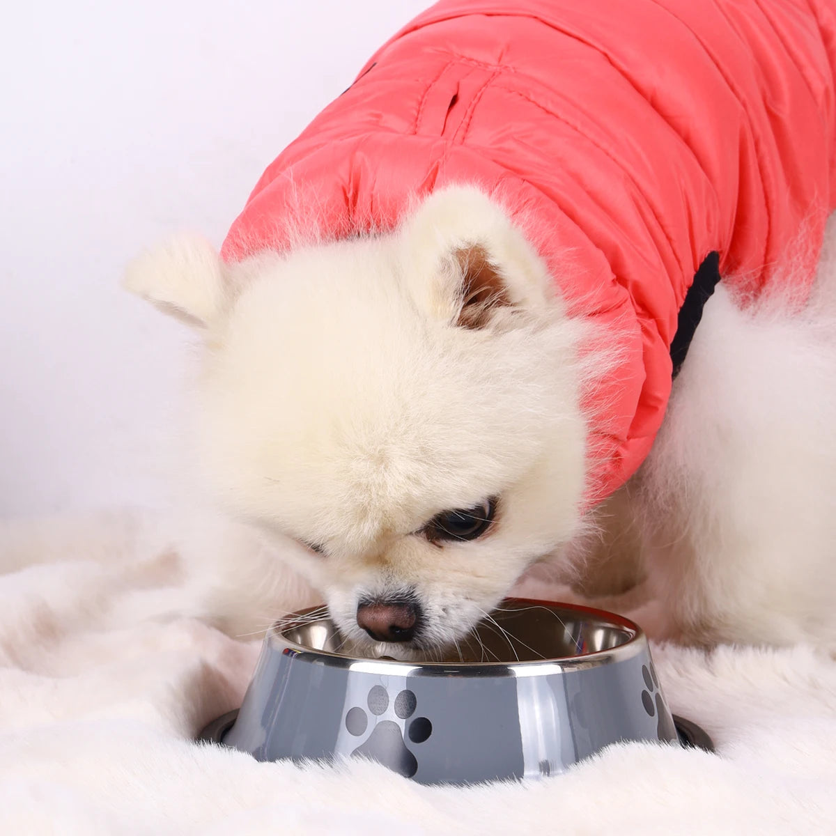 Gamelle En Inox Pour Chien