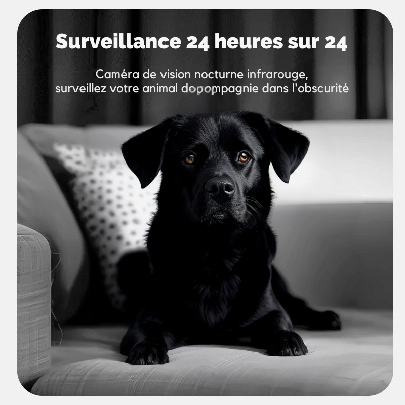 Distributeur Automatique De Croquette Pour Chien