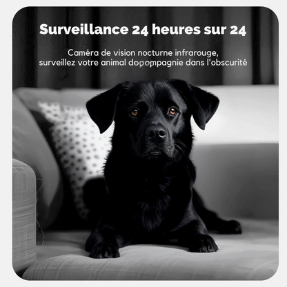 Distributeur Automatique De Croquette Pour Chien